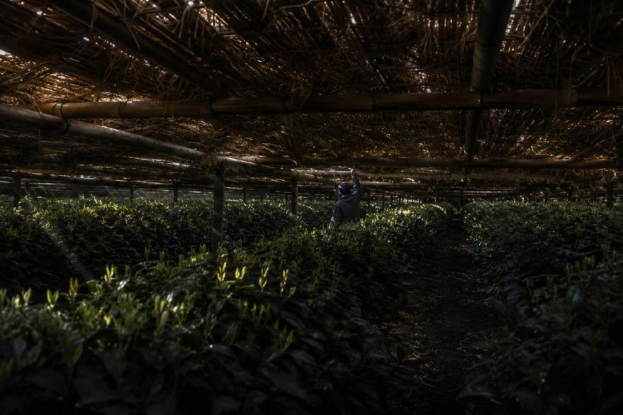 Rows of tea bushes under a bamboo and reed shading structure in Uji.